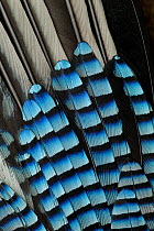 Jay (Garrulus glandarius) wing feather detail, road kill, Yorkshire, UK, May