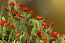 Orb spider (Meta / Metellina segmentata) on fruiting lichens, Blackamoor NR, Sheffield, UK.  Highly commended, Living Landscape: Connectivity category, British Wildlife Photography Awards (BWPA) compe...