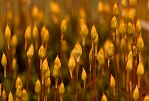 Moss (Polytrichium commune) fruiting bodies (sporangia) Peat bog, Derbyshire, UK, April