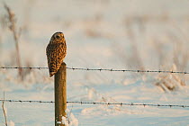Short eared owl (Asio flammeus) perched on wire fence in snow, UK, January 2011