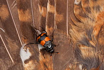 Sexton beetle (Nicrophorus investigator) on dead Pheasant (Phasianus sp), UK, July