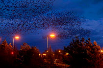 Large flock of Common starling (Sturnus vulgaris) flying to roost at dusk, Gretna Green, Cumbria, UK, March 2011