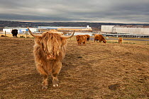 Highland cattle (Bos taurus) in field beside industrial buildings, 70 Acre Hill, Tinsley, Sheffield, Yorkshire, UK, November 2009