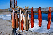 Char (Arctic Trout / Salmon) drying in sun. Candian Arctic, summer.