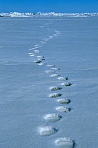 Polar Bear (Ursus maritimus) footprints leading to the horizon. Baffin Island, Canadian Arctic, summer.