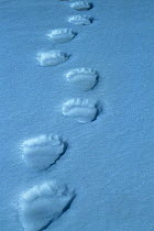 Polar Bear (Ursus maritimus) footprints in snow Baffin Island, Canadian Arctic, summer.