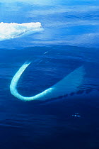 Bowhead Whale (Balaena mysticetus) near sea surface. Canadian Arctic, summer.