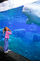 Girl in aquarium watching Beluga  / White Whale (Delphinapterus leucas) in aquarium. Captive. Model released.