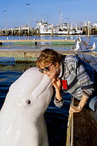 Beluga / White Whale (Delphinapterus leucas) kissing a woman at a jetty. Captive. Model released.