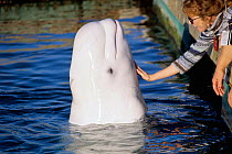 Woman touching  a Beluga / White Whale (Delphinapterus leucas) Captive. Canada, summer. Model released.