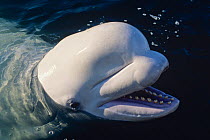 Portrait of Beluga / White Whale (Delphinapterus leucas). Captive. Canada.