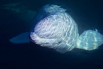 Beluga / White Whale (Delphinapterus leucas) beneath water surface. Canada, summer. Captive
