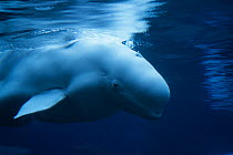 Beluga / White Whale (Delphinapterus leucas) near sea surface. Canada, summer. Captive