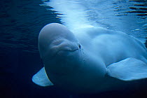 Beluga / White Whale (Delphinapterus leucas) near sea surface. Canadian Arctic, summer. Captive