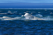 Large pod of Beluga / White Whale (Delphinapterus leucas) with one breaching in the foreground. Canadian Arctic, summer.