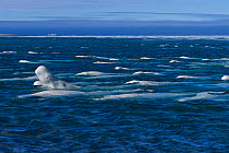 Large pod of Beluga / White Whale (Delphinapterus leucas) with one breaching in the foreground. Canadian Arctic, summer.