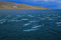 Large pod of Beluga / White Whale (Delphinapterus leucas) near headland. Canadian Arctic, summer.