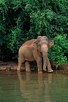 Asian / Indian Elephant (Elephas maximus) walking by water. Sri Lanka, South Asia.