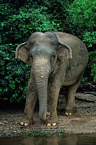 Portrait of Asian / Indian Elephant (Elephas maximus). Sri Lanka, South Asia.