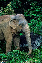 Asian / Indian Elephant (Elephas maximus) in vegetation. Sri Lanka, South Asia.