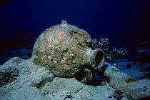 Amphora from Greek wreck, Red Sea.