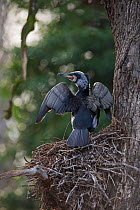 Great Cormorant (Phalacrocorax carbo sinensis), adult drying wings on the nest. Berlin Zoological Garden, Germany, February.