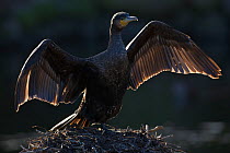 Great Cormorant (Phalacrocorax carbo sinensis), young bird drying wings, Berlin Zoological Garden, Germany, February.