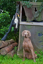 Dead Great Cormorant (Phalacrocorax carbo sinensis), Weimaraner dog and shotgun. Shot by a fish breeder to prevent damage to his stock, Bohmte, Germany, August 2009.