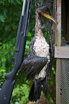 Dead Great Cormorant (Phalacrocorax carbo sinensis) and shotgun. Shot by a fish breeder to prevent damage to his stock, Bohmte, Germany, August 2009.