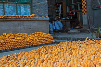 Corn (Zea mais / mays), lined up in the frontyard of a town house in Pingyao, China, September 2006.