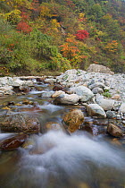 Vegetation in fall colours along a small river in Zhouzhi Nature Reserve. Shaanxi, China, October 2006.