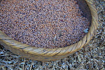 Common Beans (Phaseolus vulgaris) in a hand-woven basket. Zhouzhi Nature Reserve, Shaanxi, China, October 2006.