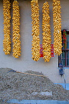 Corn (Zea mais / mays) hanging outside a Chinese farm house. Zhouzhi Nature Reserve, Shaanxi, China, October 2006.