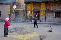 Chinese farmers 'separating the wheat from the chaff', here with yellow peas (Pisum sativum). Zhouzhi Nature Reserve, Shaanxi, China, October 2006.