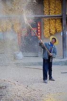 Chinese farmers 'separating the wheat from the chaff', here with yellow peas (Pisum sativum). Zhouzhi Nature Reserve, Shaanxi, China, October 2006.