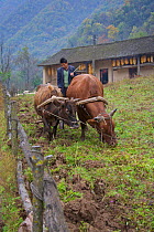 Chinese farmer ploughing his field with two Oxen (Bos indicus). Zhouzhi Nature Reserve, Shaanxi, China, October.
