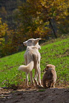 Dog (Canis familiaris) and puppy on a walk. Zhouzhi Nature Reserve, Shaanxi, China, October.