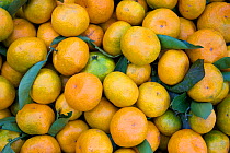 Tangerine (Citrus reticulata / delciosa) fruits. Yangshuo, Guangxi, China, November.