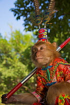 Rhesus Monkey (Macaca mulatta), dressed up as tourist attraction. Close to Yangshuo, China, November.