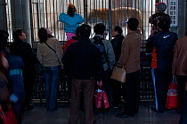 Siberian Tiger (Panthera tigris sibirica / altaica) in a cage admired by Chinese Zoo visitors. Beijing Zoo, China, November 2006.