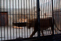 African Lions (Panthera leo) in a bare cage in Beijing Zoo, China, November.