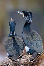 Great Cormorants (Phalacrocorax carbo sinensis), pair in breeding plumage on the nest, Berlin Zoological Garden, Germany, February.