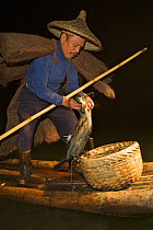 Chinese fisherman on his raft with Great Cormorant (Phalacrocorax carbo sinensis) removing a fish from the bird's gullet. Li River, Yangshuo, Guangxi, China, November.