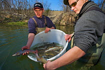 Fish biologists returning caught Grayling (Thymallus thymallus) for artificial insemination and breeding. River Pielach, southwest of Munich, Bavaria, Germany, March.