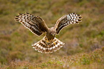 Hen harrier (Circus cyaneus) female hovering over moorland, Glen Tanar Estate, Deeside, Scotland, UK, June. Photographer quote: "I'd been in the hide for over 5 hours when I heard the distant call of...