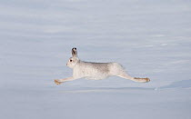 Mountain hare (Lepus timidus) in winter coat, running across snow, Cairngorms NP, Scotland, January 2010. Photographer quote: "After 4 hours of trudging through deep snow I was completely exhausted an...