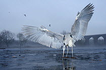 Grey heron (Ardea cinerea) standing on ice feeding on fish bought by visitors from supermarket, Reddish Vale Country Park, Greater Manchester, UK. Photographer quote: ^It's great to see herons in loca...