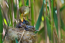 Reed warbler (Acrocephalus scirpaceus) feeding 12 day chick of European cuckoo (Cuculus canorus) in its nest, East Anglian Fens, Norfolk, May. 2020VISION Book Plate.
