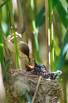 Reed warbler (Acrocephalus scirpaceus) feeding 12 day chick of European cuckoo (Cuculus canorus) in its nest, East Anglian Fens, Norfolk, May