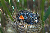 12 day chick of European cuckoo (Cuculus canorus) in Reed warbler's (Acrocephalus scirpaceus) nest, East Anglian Fens, Norfolk, May